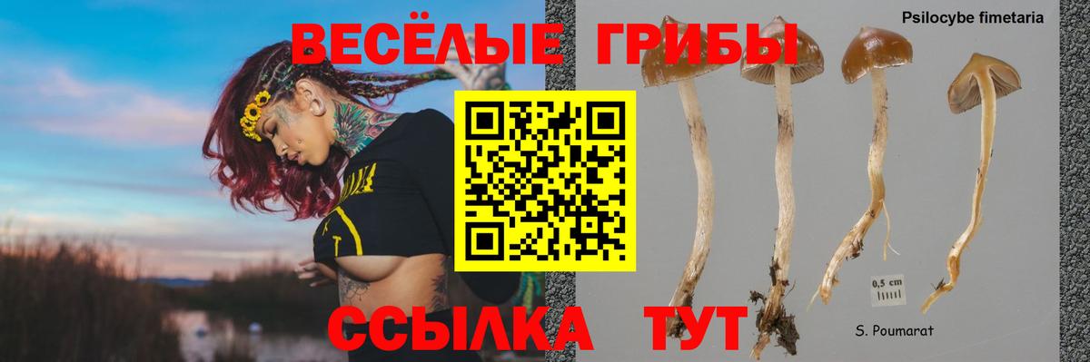 Галлюциногенные грибы Cubensis  как найти наркотики  Кириши  Вход с VPN 